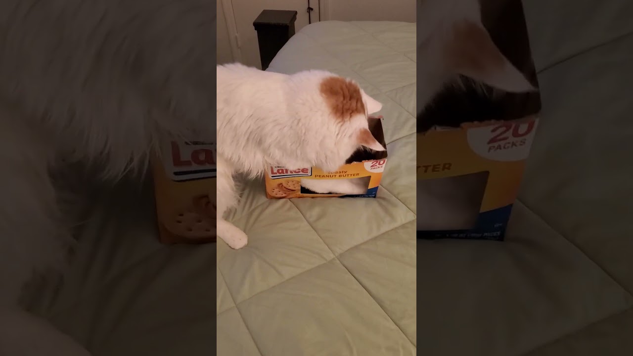 He's going to back right off the bed 🤣 #fyp #funny #viralvideo #cats #cat #hilarious