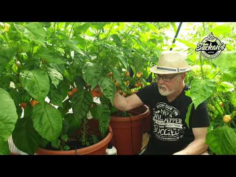 Video: Bell Pepper Plant Care: Hur odlar jag paprika hemma