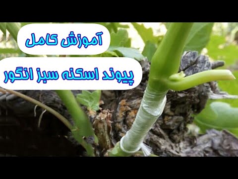 آموزش کامل پیوند اسکنه سبز درخت انگور خیلی ساده پیوند زدن یاد بگیر