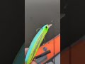 Влияет на игру воблера или нет? #fishing #fish #lure #pike
