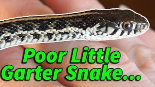 How to Prevent & Help Neurological Issues in Snakes