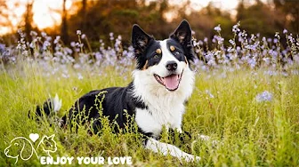 DOG TV: The Best Ultimate Home Alone Anti-Anxiety Solution for Dogs - Video Entertainment for Dogs