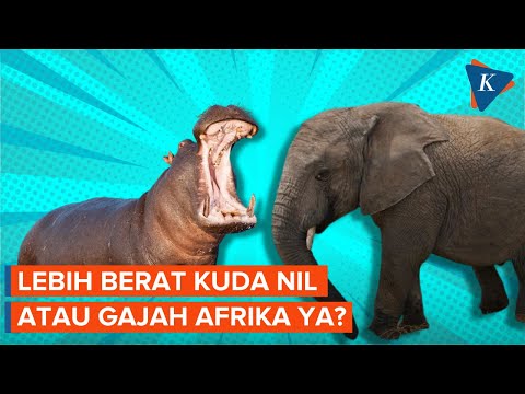 Video: Gajah manakah yang lebih besar?