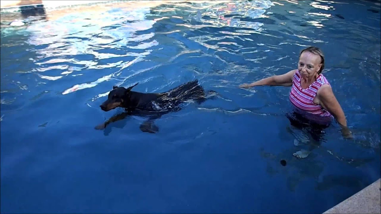 10 Month Old Doberman Pinscher Puppy Gabby Is Now Swimming -8385