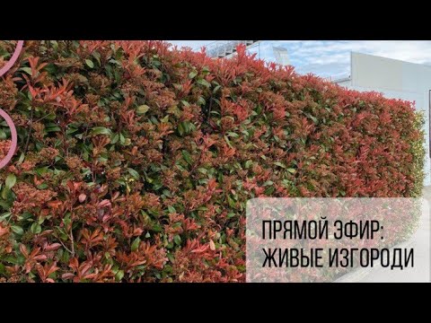 Видео: Живые изгороди для Зоны 8 - Выращивание живых изгородей в Ландшафтах Зоны 8