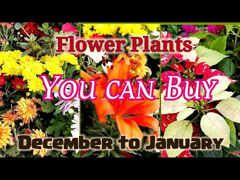 Video: Decembristický kvet - kvitnutie, domáca starostlivosť a recenzie