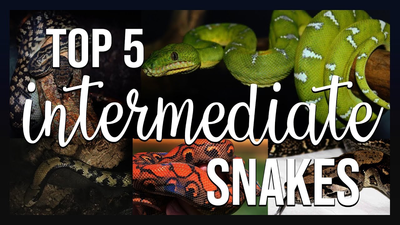 best intermediate reptiles