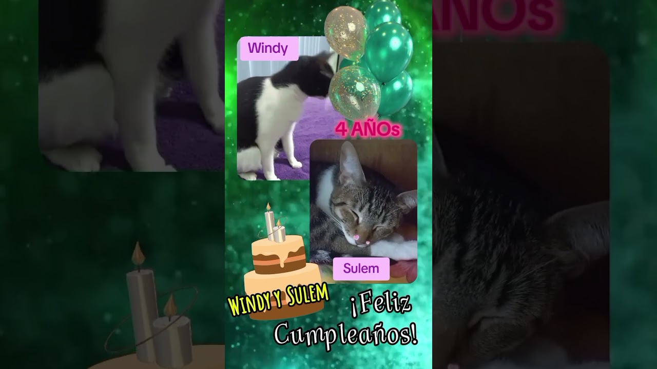 Feliz Cumpleaños 🎉 #reels #cat #viralvideo #gatos #gato #cumpleaños #windy #susu #shorts #retoños