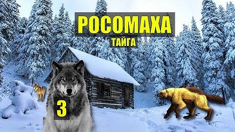 РОСОМАХУ БОЯТСЯ даже ВОЛКИ ТАЙГА ОТШЕЛЬНИК ОХОТА ДОМ в ЛЕСУ ИЗБА СУДЬБА ИСТОРИИ из ЖИЗНИ СЕРИАЛ 3