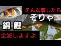そんな事したら…錦鯉、そりゃ…全滅しますよ。 #錦鯉 #アクアリウム # koi