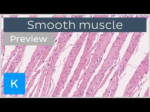 Smooth muscle: location and cells (preview) - Human Histology | Kenhub