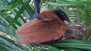 kisah anak burung kutilang di rampok induk bubut dan hasil nya di berikan anak tonton sampai selesai