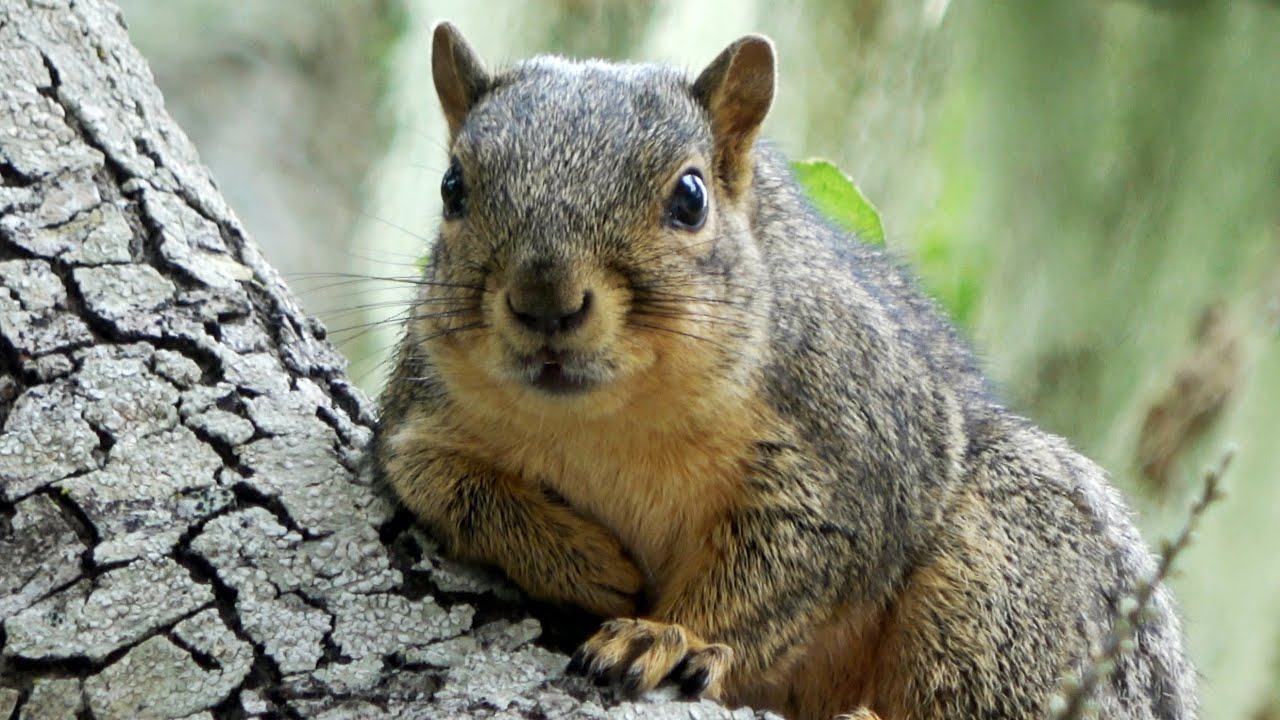 Alarm call of Fox Squirrel