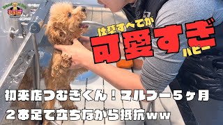 子犬パピー慣らしトリミングブリーダーや獣医に大変と言われた