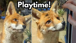 Teasing An Urban Fox Through The Window