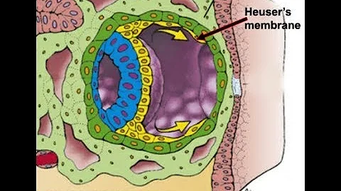 EMBRYOLOGY (II): Let's Get the Embryo Implanted (Day 1-12) - DayDayNews