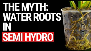 The SECRET Behind 'Water Roots' in Semi-Hydroponics Busted! by The Leca Queen 1,548 views 2 weeks ago 1 minute, 58 seconds