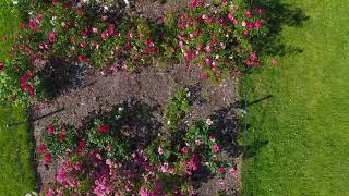 Roses at the Brooklyn Botanic Garden