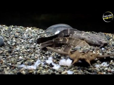 Video: Fakta Mengenai Ikan Lele