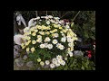 【新曲】 紅い月のアモーレ /  れいか / cover teruchan
