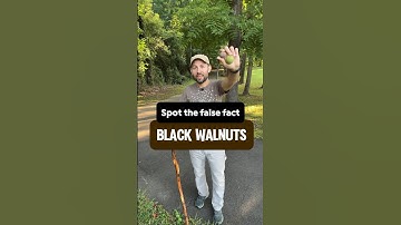 Black Walnut Trees - Spot the false fact! #shorts #growyourownfood #gardening #walnuts #fruittree