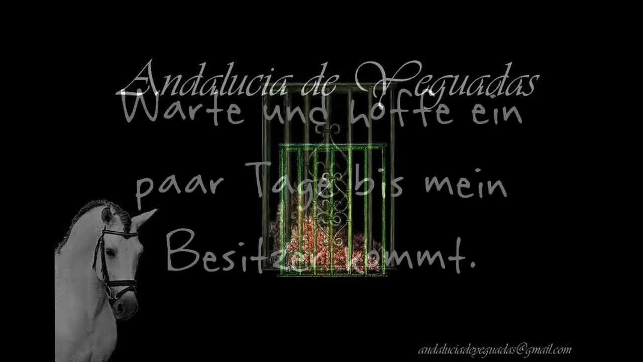 Das vergessene Pferd :( - YouTube