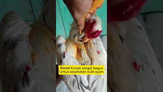 Manfaat Kunyit Resimi