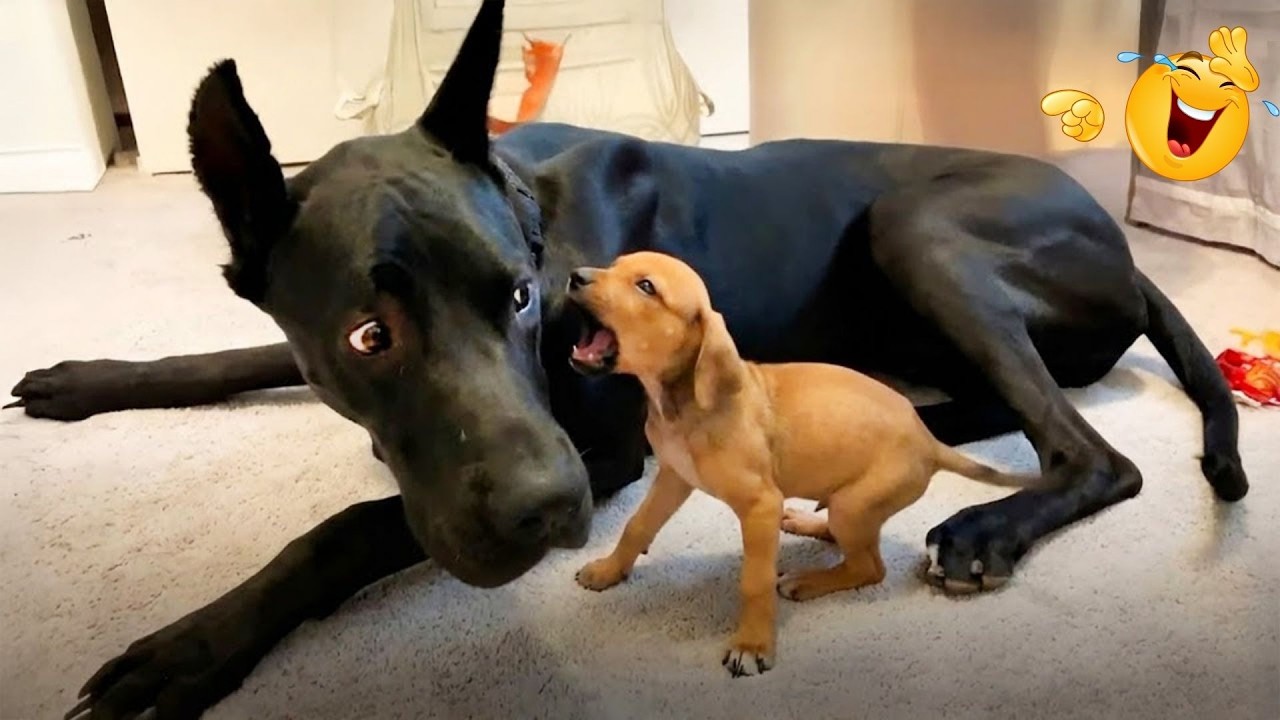 You Can’t Stop Laughing At These Dogs 🤣 FUNNIEST DOGS Video 2026