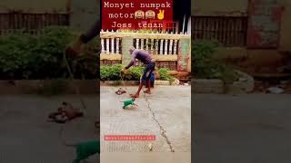 Download Lagu Aksi monyet|Lucu#shorts#syaidina MP3 Download Lagu Aksi monyet|Lucu#shorts#syaidina MP3