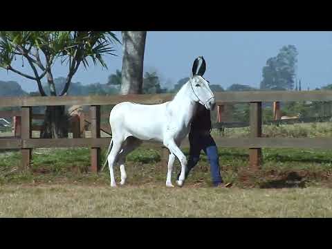 LOTE 06   100B JURAMENTO MAAB