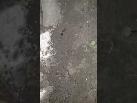 Трусливые дождевые черви