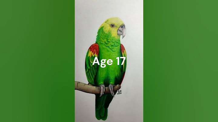 My Art Journey—20 Years of Drawing Birds
