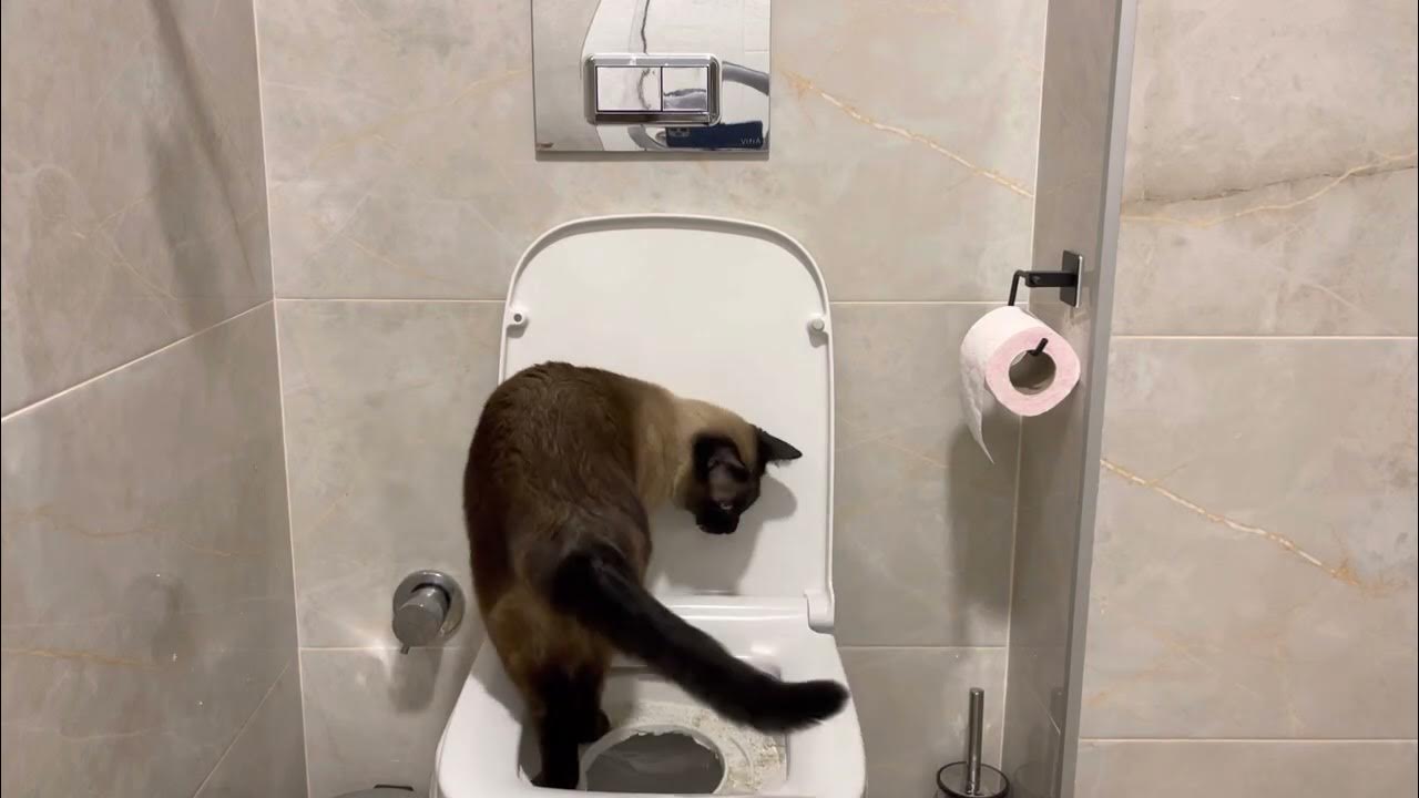 Siamese cat pooping on the toilet (potty training part 2) YouTube