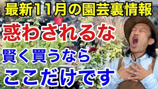 【元店長が明かす】11月はむやみやたらに買ってはいけません　　【カーメン君】