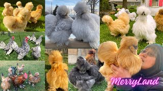 A peaceful day with my pets Part 2: free range bantam chickens, feed them, cleaning, egg collecting by MerryLand 11,071 views 2 months ago 29 minutes