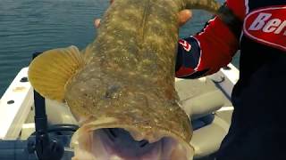 Massive flathead in our flathead classic