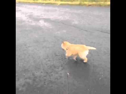 Video: Cairn Terrier Koirarotu Hypoallergeeninen, Terveys- Ja Elämänalue