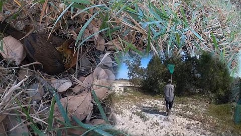 Lần theo dấu vết của gà rừng đang ấp trứng ngoài hoang dã