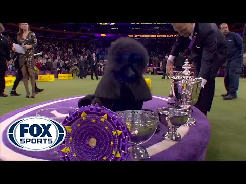 Video: Bichon Frize er topphund på Westminster Dog Show 2018