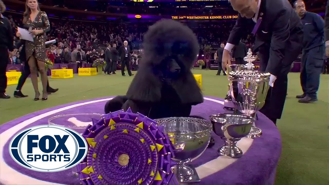 westminster kennel club dog show 2020