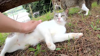 一度は心を開いてくれた猫が「やっぱりお前は怪しいニャ！」と離れていった
