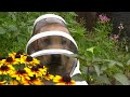 Meet the yellow Labrador with a passion for beekeeping