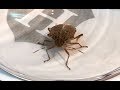 Two stink bugs in a jar