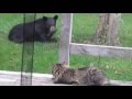 The Cat and the Bear Animal Friends