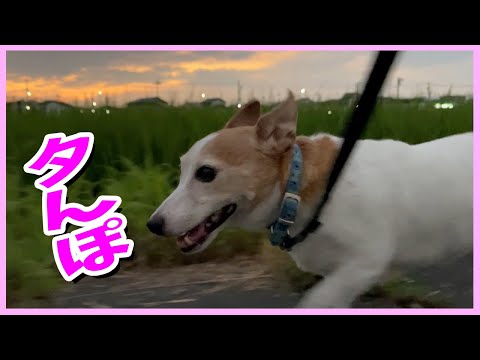 夕んぽしたジャックラッセルテリアが元気いっぱい可愛かった