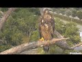 Swfl eagles 5124  adorable moments with e23 in the nest tree evening pond visit