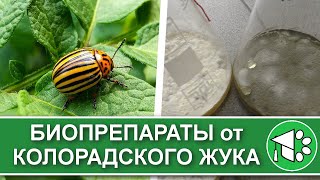 Эти биопрепараты убивают колорадских жуков | Боверия и метаризиум для борьбы с вредителями