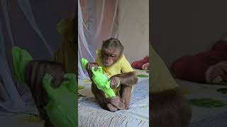 cute monkey Super monkey kuku party toy#shorts#babymonkey#animal