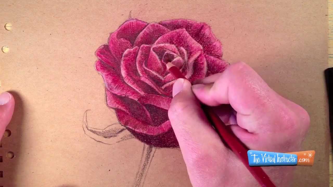 drawn roses in color