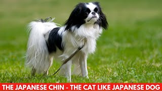 THE JAPANESE CHIN  THE CAT LIKE JAPANESE DOG